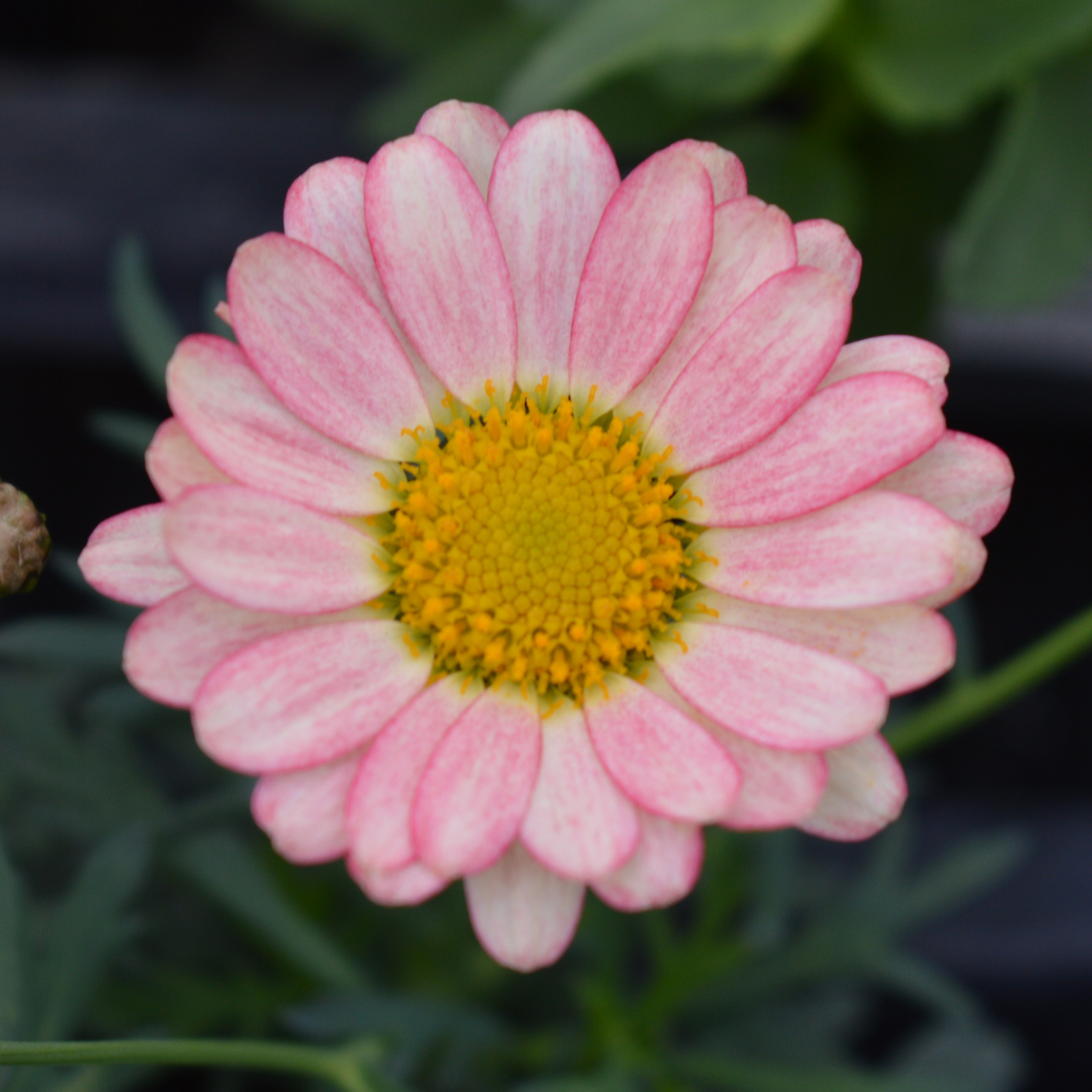 Agryranthemum Day-Zee Cream Pink